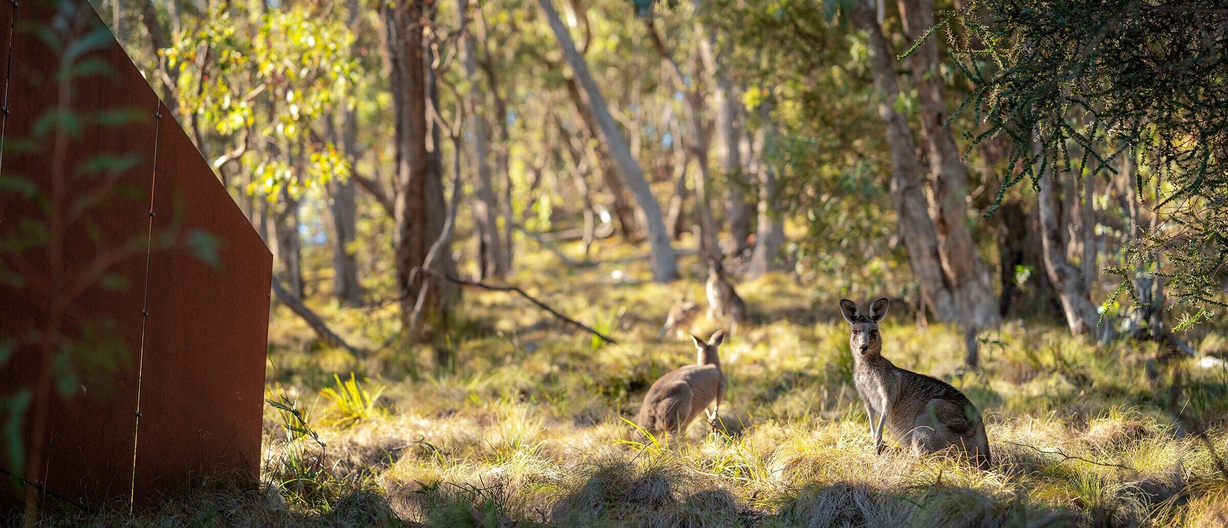 Treehouse 4 – kangaroo at exterior